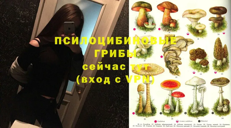 Галлюциногенные грибы Magic Shrooms  продажа наркотиков  Чехов 